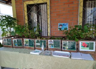 Viveiro Municipal de Itajaí retoma Feira de Doação de Mudas Nativas