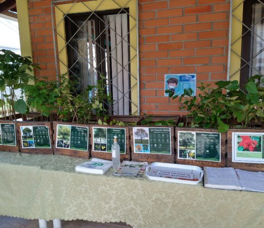 Viveiro Municipal de Itajaí retoma Feira de Doação de Mudas Nativas