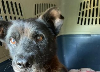 INIS presta auxílio a cachorro atacado