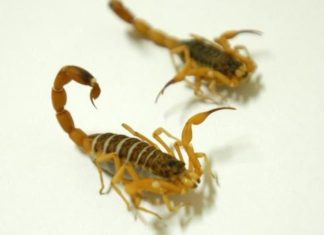 Casos de escorpião-amarelo quase dobram em Itajaí e geram alerta à população