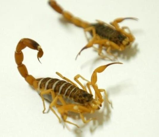 Casos de escorpião-amarelo quase dobram em Itajaí e geram alerta à população