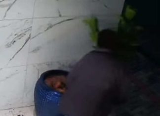 Supostamente embriagado homem furtar até planta de edifício em Itapema