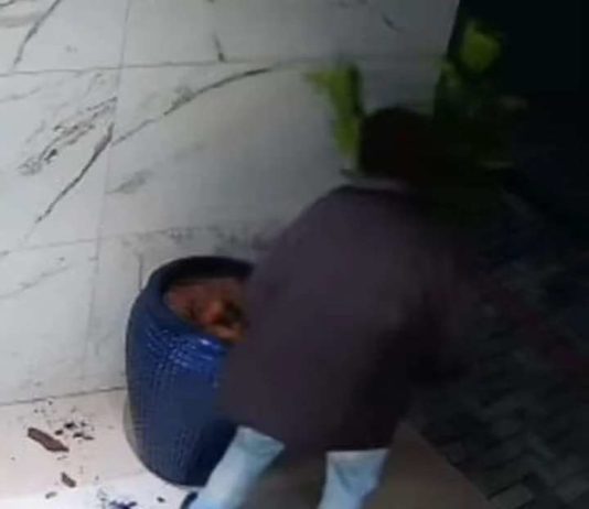 Supostamente embriagado homem furtar até planta de edifício em Itapema