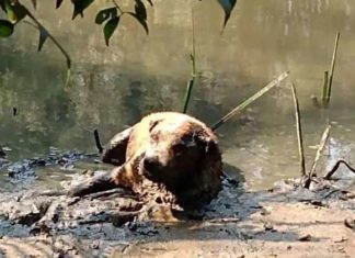 Corpo de Bombeiros de Itajaí faz resgate de cadela grávida às margens do rio Itajaí-Mirim.