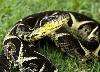 Veneno de cobra brasileira pode inibir avanço do coronavírus.