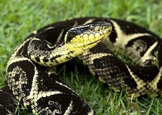 Veneno de cobra brasileira pode inibir avanço do coronavírus.