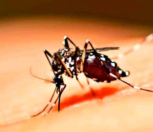 Secretaria de Saúde de Itajaí reforça importância da vacina da febre amarela