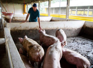 Com custos em alta, produtores de ovos e suínos optam por reduzir a oferta no mercado