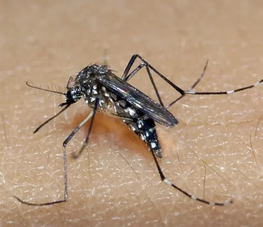 Metade dos municípios de SC têm infestação de focos do mosquito da dengue, aponta Dive.