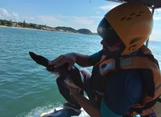 Resgate de tartaruga-verde presa a rede ilegal de pesca em SC.