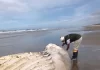 Baleia-jubarte de 9 metros é achada morta encalhada em praia do Litoral Sul de SC.