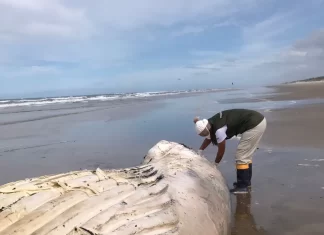 Baleia-jubarte de 9 metros é achada morta encalhada em praia do Litoral Sul de SC.