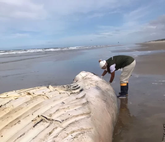 Baleia-jubarte de 9 metros é achada morta encalhada em praia do Litoral Sul de SC.