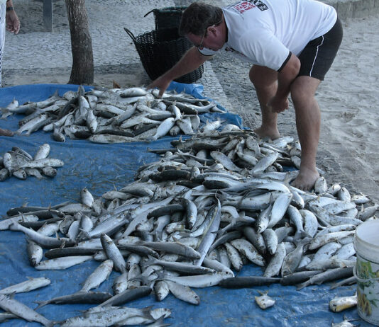 Festa da Tainha começa dia 30 de junho no Estaleiro