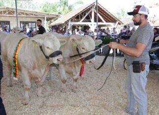 Banho de leite marca premiação do Torneio de Gado Leiteiro da Festa do Colono