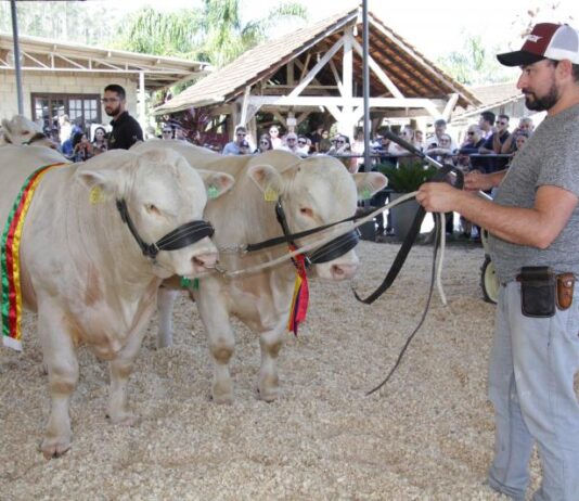 Banho de leite marca premiação do Torneio de Gado Leiteiro da Festa do Colono