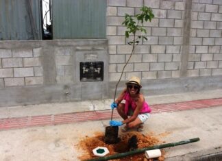 Dia da Árvore é celebrado com o plantio 60 mudas de Ipê Amarelo