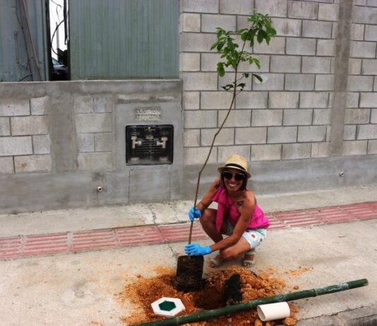 Dia da Árvore é celebrado com o plantio 60 mudas de Ipê Amarelo