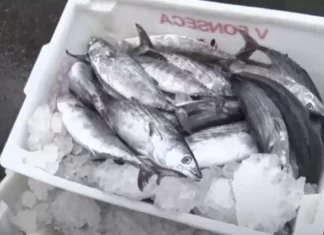 Confira cinco orientações para não errar na hora de comprar peixe