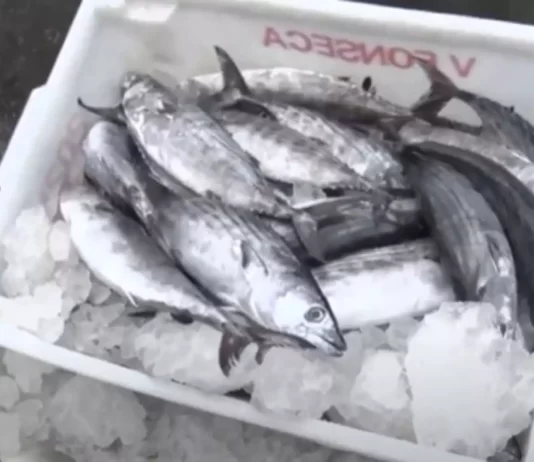 Confira cinco orientações para não errar na hora de comprar peixe