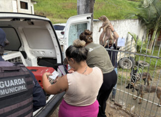 Canil clandestino é interditado após denúncia de maus-tratos aos animais em Itajaí