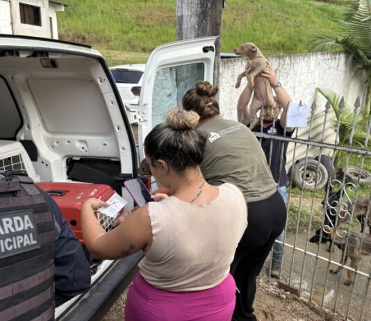 Canil clandestino é interditado após denúncia de maus-tratos aos animais em Itajaí
