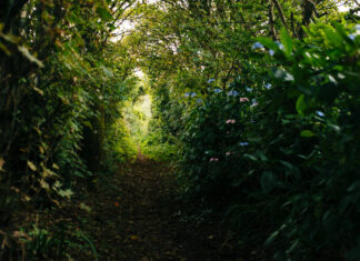 Recém-nascido abandonado em sacola é resgatado com ajuda de cachorros em SC