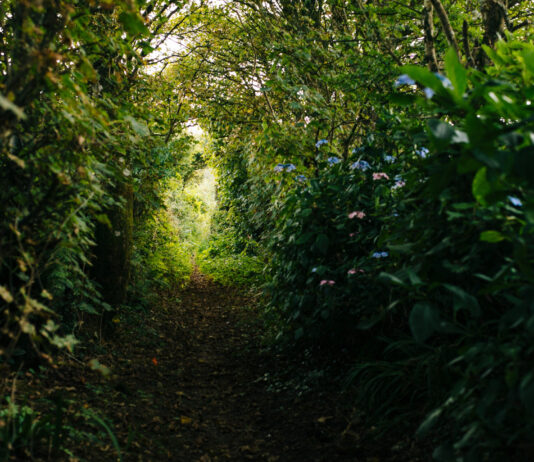 Recém-nascido abandonado em sacola é resgatado com ajuda de cachorros em SC