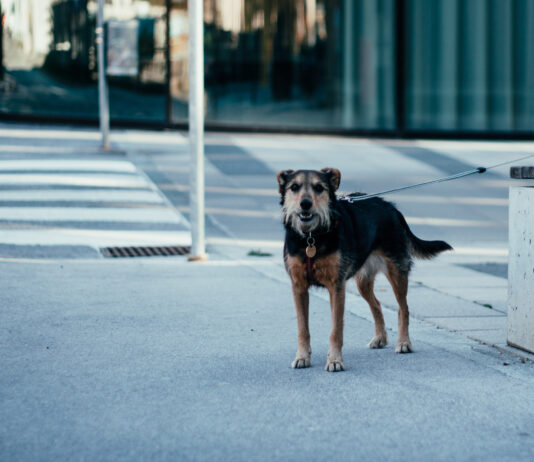 Programa Pet Levado a Sério foi apresentado ao Conselho Regional de Medicina Veterinária de SC