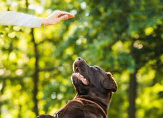 Veterinário do INIS alerta para os cuidados com os pets durante o calor extremo