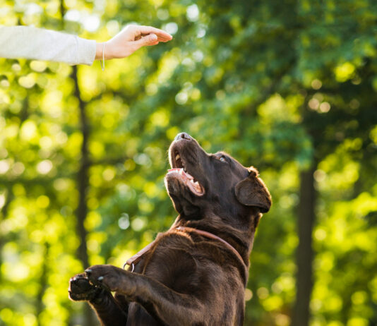 Veterinário do INIS alerta para os cuidados com os pets durante o calor extremo