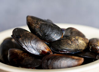 ALERTA: Moluscos contaminados em Florianópolis! Venda suspensa pela Cidasc