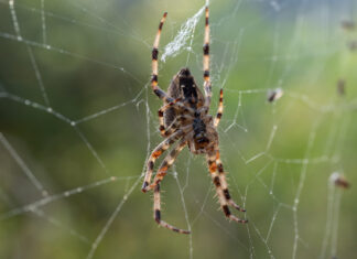Cuidado! Secretaria da Saúde alerta sobre o risco de ataques de animais peçonhentos