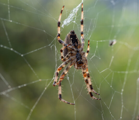 Cuidado! Secretaria da Saúde alerta sobre o risco de ataques de animais peçonhentos