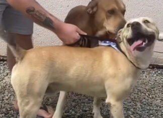 Cachorro que se manteve ao lado do dono falecido em BC é adotado e começa uma nova vida