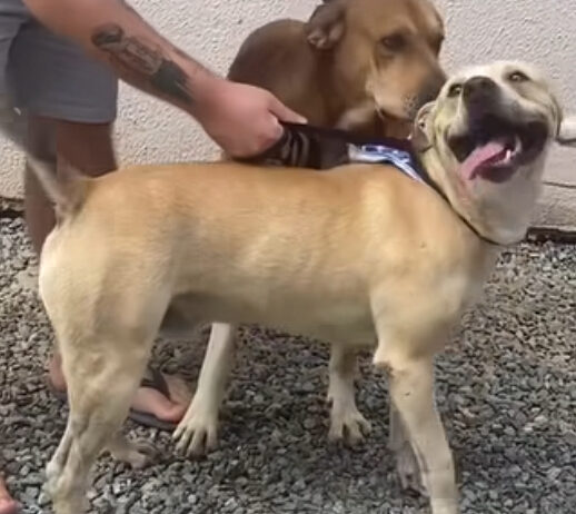 Cachorro que se manteve ao lado do dono falecido em BC é adotado e começa uma nova vida