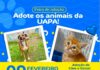 Feira de Adoção de Animais acontece neste domingo em Itajaí