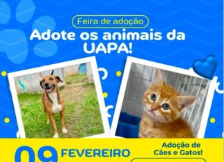 Feira de Adoção de Animais acontece neste domingo em Itajaí