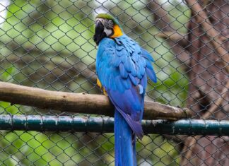 Parque Estadual do Rio Vermelho já devolveu mais de 30 mil animais à natureza