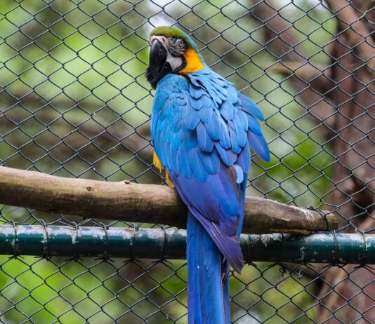 Parque Estadual do Rio Vermelho já devolveu mais de 30 mil animais à natureza