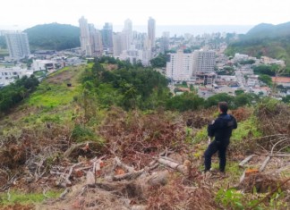 Desmatamento em Itajaí: flagrante resulta em prisão e suspensão de licença