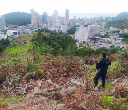 Desmatamento em Itajaí: flagrante resulta em prisão e suspensão de licença