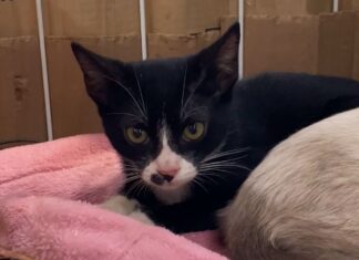 Feira de Adoção da UAPA será realizada neste sábado (8) em Itajaí