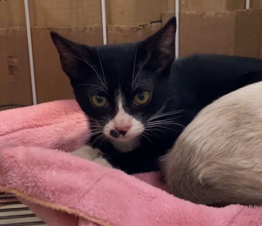 Feira de Adoção da UAPA será realizada neste sábado (8) em Itajaí