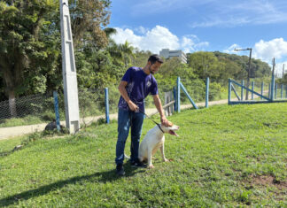 Pit Bulls resgatados pela UAPA passam por reabilitação para adoção
