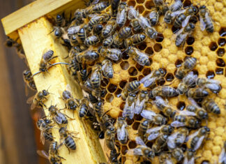 Enxame de abelhas ataca e deixa 25 feridos no interior de SC