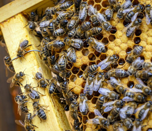 Enxame de abelhas ataca e deixa 25 feridos no interior de SC