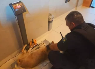 Maus-tratos a animais em Balneário Camboriú preocupam autoridades; ‘1 a cada 3 dias’