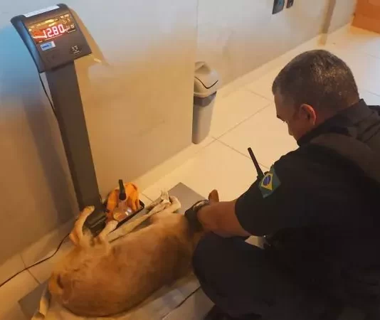 Maus-tratos a animais em Balneário Camboriú preocupam autoridades; ‘1 a cada 3 dias’