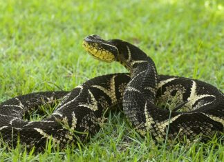Cobra pica menina de 7 anos no quintal de casa em Blumenau; criança é levada ao hospital
